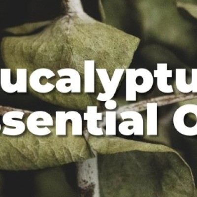 Eucalyptus Oil Profile Picture